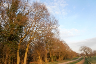 Belfairs Woods in Leigh-on-Sea