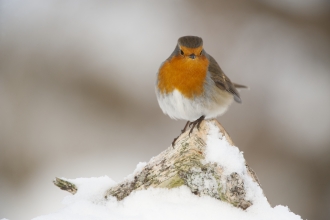 Robin in the snow