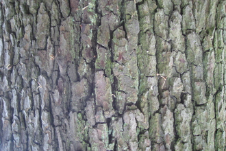 Tree bark 