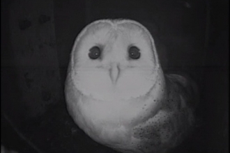 Barn Owl webcam