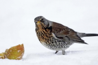 Fieldfare in snow by Margaret Holland