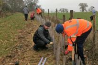 Hedge Planting