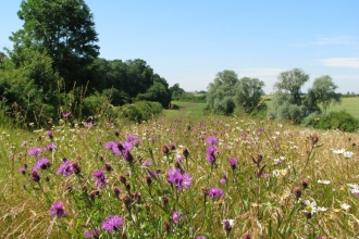 Wildflower meadow