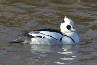 Smew by John Pringle