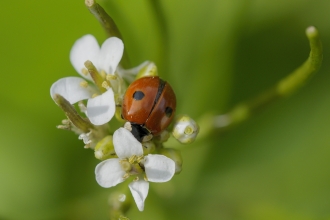 Two spot Ladybird