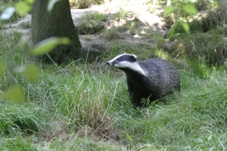 Badger