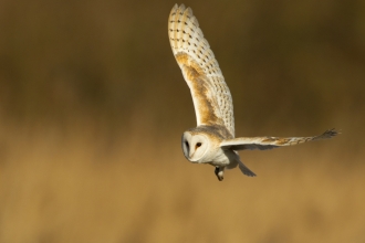 Barn Owl