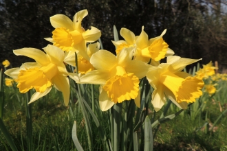 Daffodils