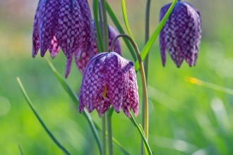 Hyde Hall Spring