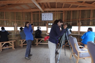 Fingringhoe Ladybirders