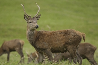Red Deer
