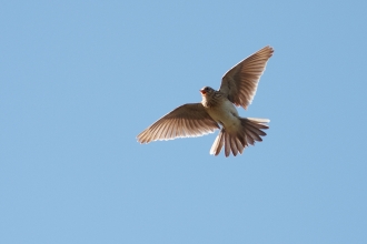 Skylark 