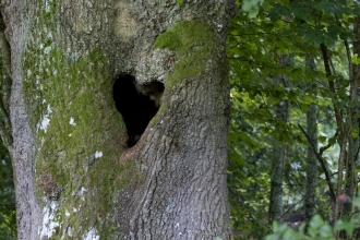 Tree Heart