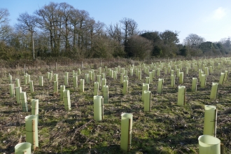 Abberton tree planting 