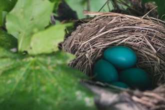 Birds nest