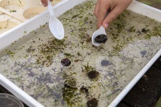 a tray of pond creatures in water 