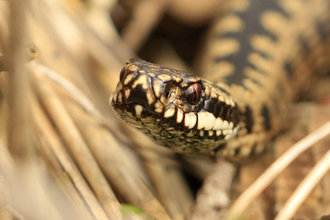 Adder