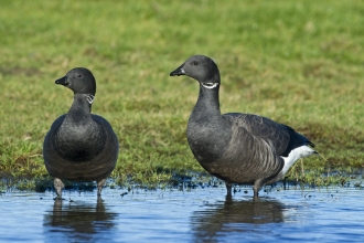 Brent Geese