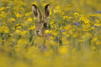 Brown Hare