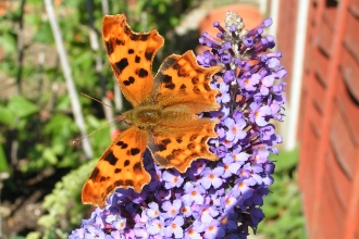 Comma butterfly