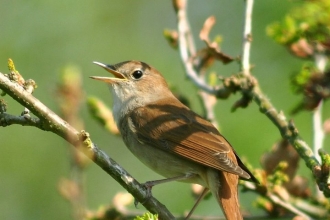 Singing Nightingale