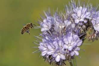 European Honey Bee in flight at a flower