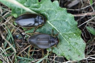 Great Diving Beetles