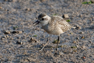 Grey Plover