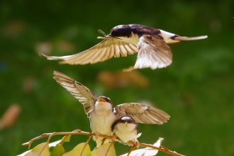 House Martins