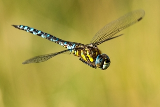 Dragonfly by Peter Hewitt