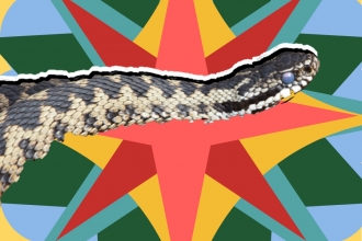 SITS Adder