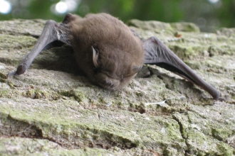 Soprano Pipistrelle Bat