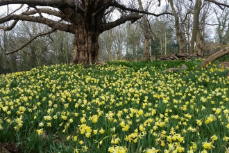 Spring flowers at Warley Place 