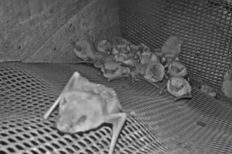 Bat Webcam