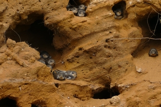 Sand Martin Chicks