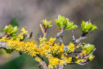 Early Buds at The Naze