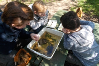 Hanningfield Pond Dipping