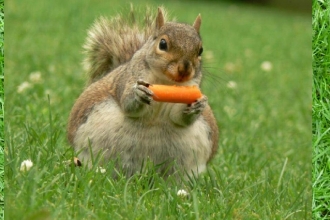 Squirrel eating