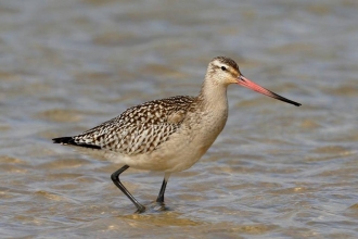 Wader 2