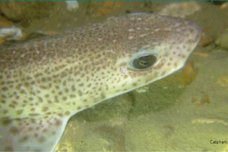 Catshark marine wildlife