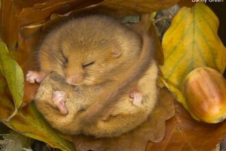 Hanningfield Dormouse