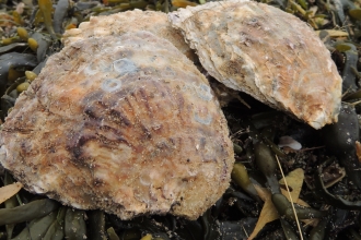 Oyster Mersea Island