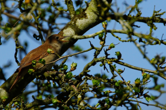 Nightingale by Steve R Jellett