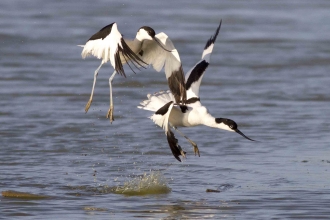 Avocet by Trevor Clifford