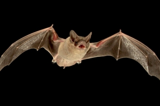 Flying Bat