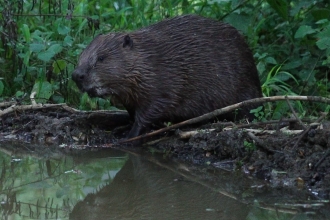 Beaver