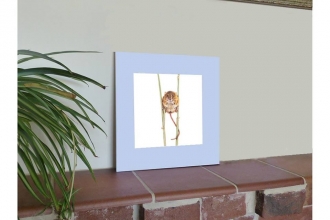Display of a pastel Doormouse drawing