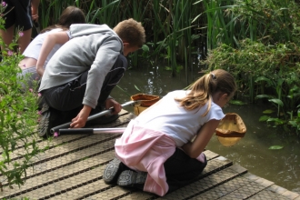 Pond Dipping