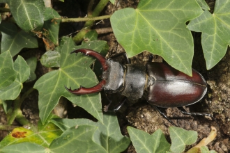 Stag beetle