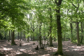 Hanningfield Reservoir